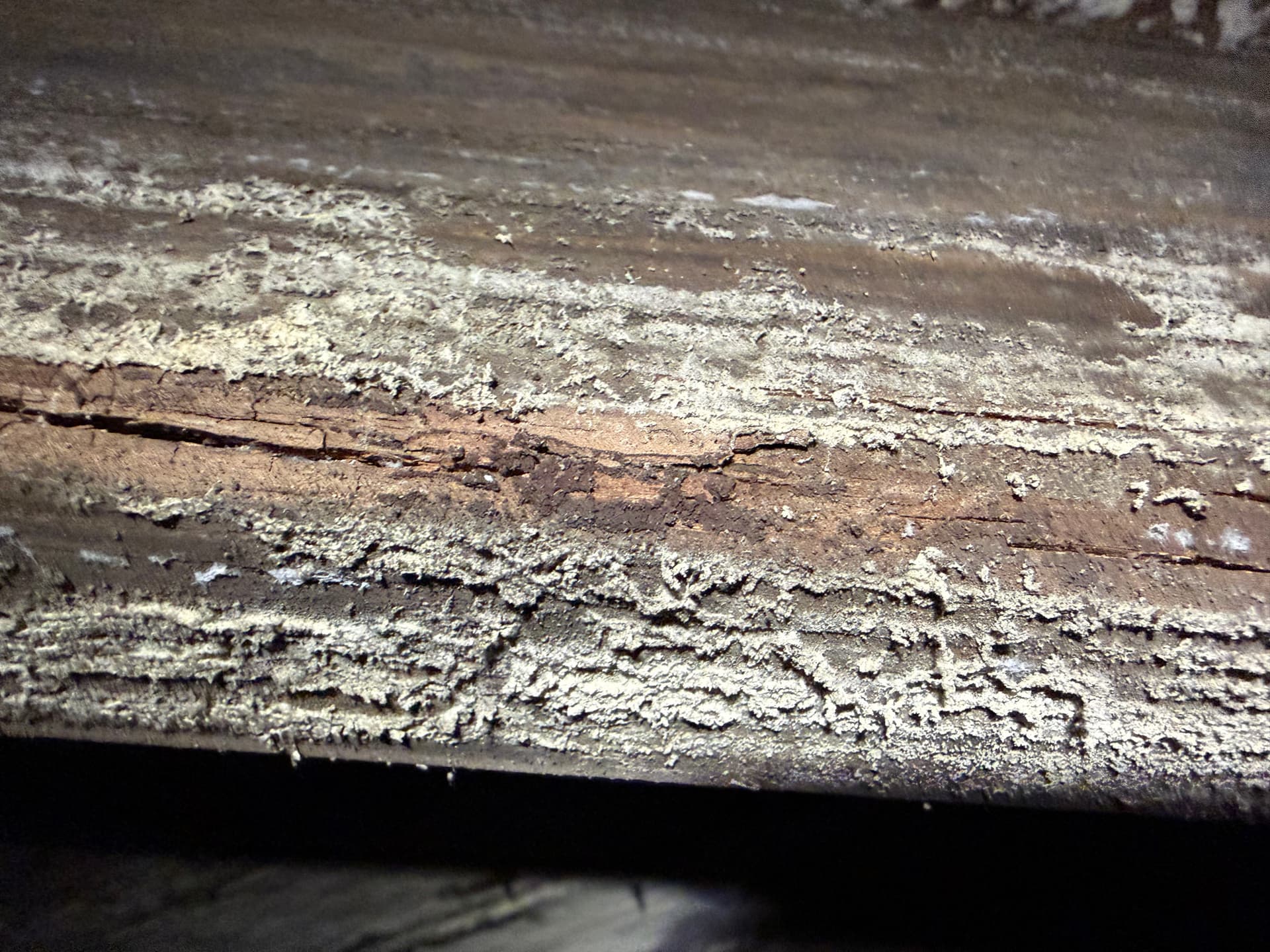 Gallery photos for Massive White Rot Fungus Found During Crawl Space Inspection in Cantonment: Image #1