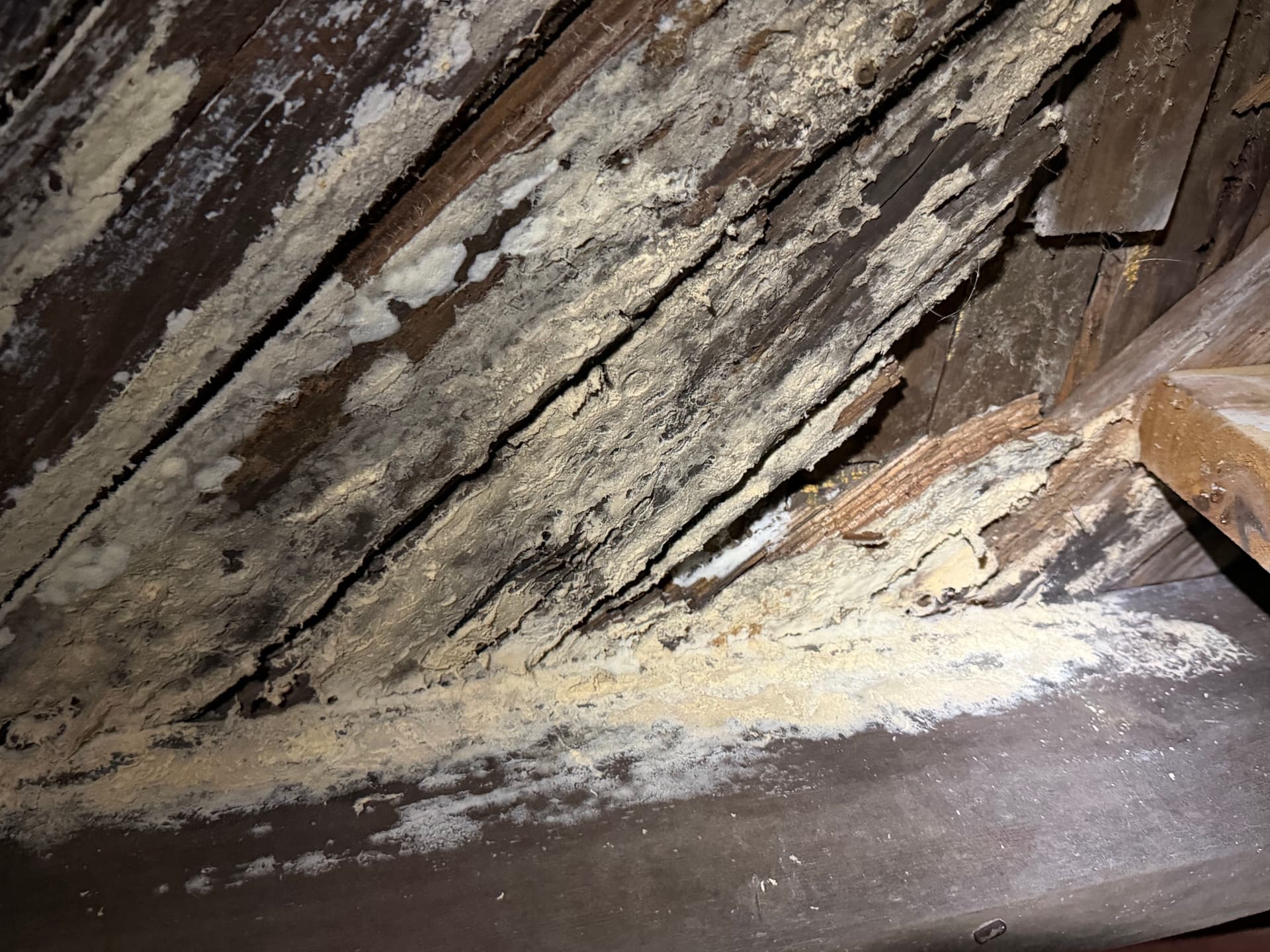 Gallery photos for Massive White Rot Fungus Found During Crawl Space Inspection in Cantonment: Image #6