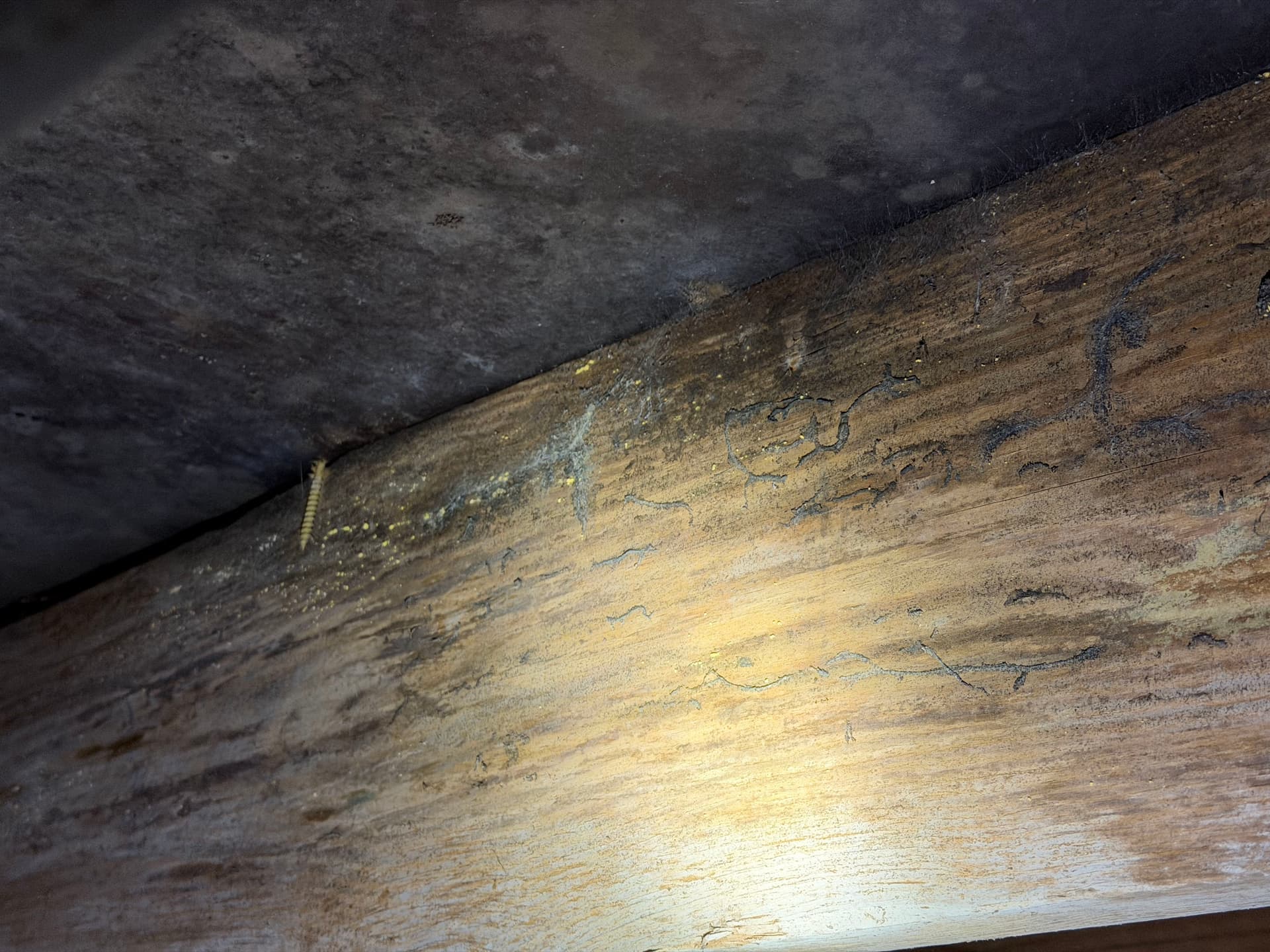Gallery photos for Fighting Crawl Space Fungus in the Gulf Coast: Image #3
