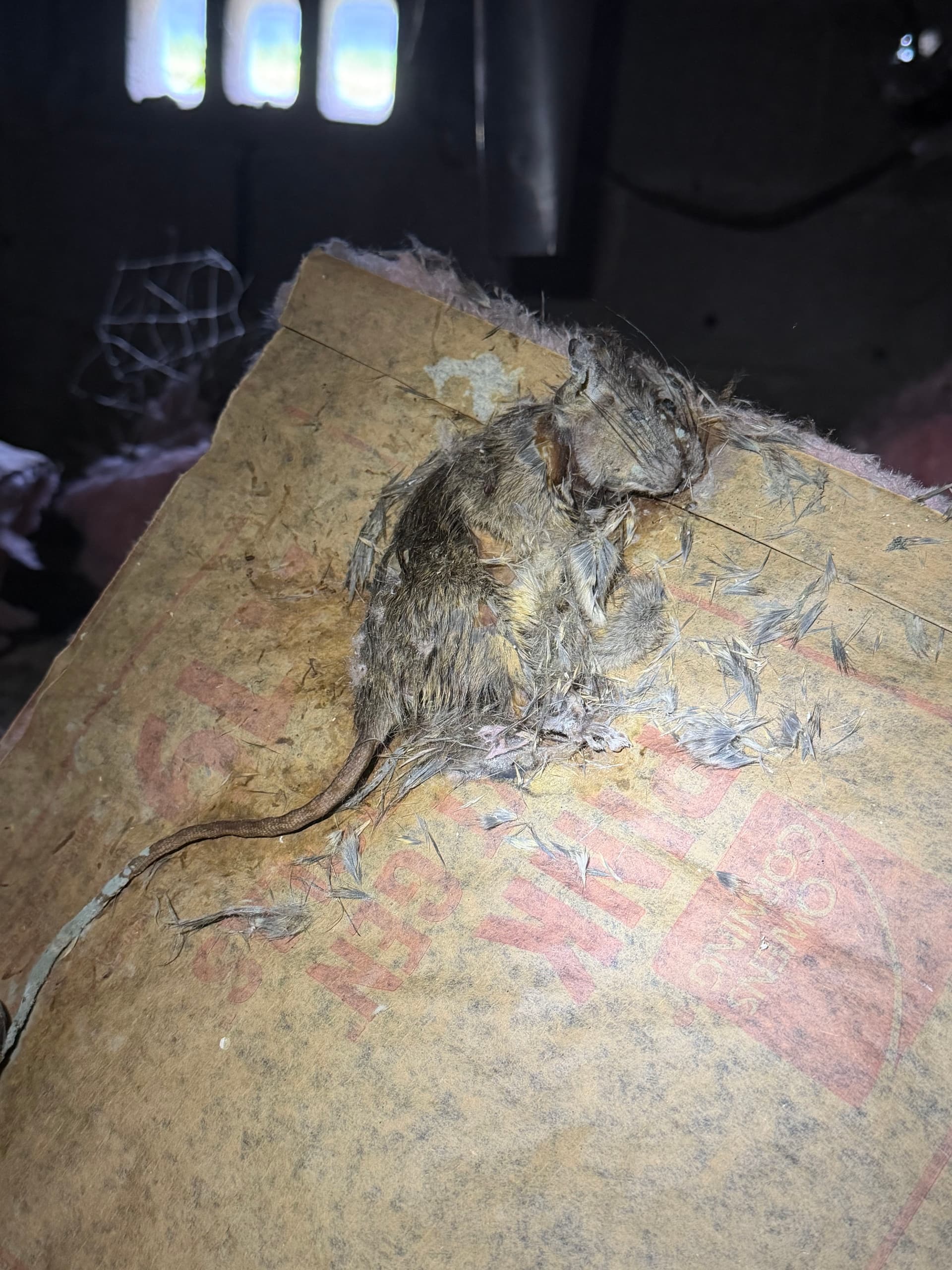 Gallery photos for Panama City Crawl Space Cleanup Debris Removal and Vapor Barrier Install: Image #6