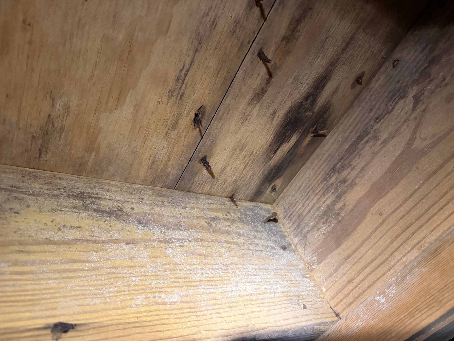 Gallery photos for Crawl Space Moisture and Fungus Assessment in Cantonment Florida: Image #7