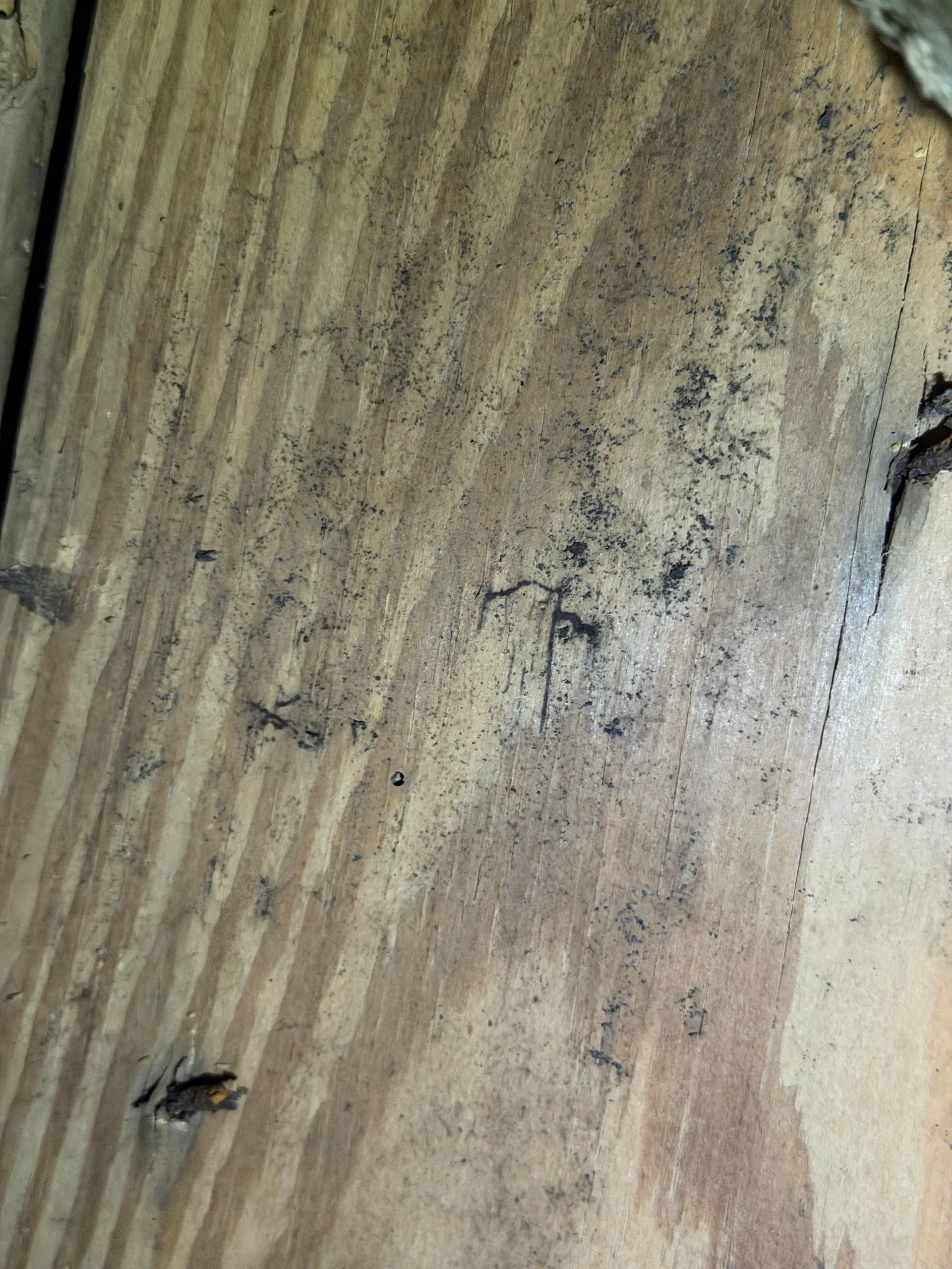 Gallery photos for What We Found Under a Fort Walton Beach Home: Image #3